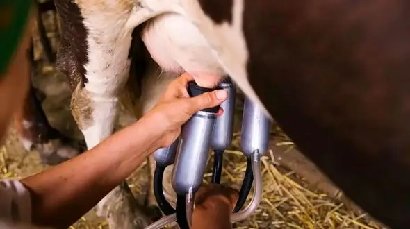 صادرات هفته ای 25 تن صادرات شیر خشک از ملایر/صادرات شیر از ملایر به 3 کشور همسایه