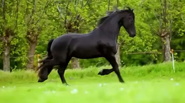 از هندوانه خوردن خرس تا زیبایی اسب سیاه