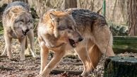 حمله گرگ های وحشی به روستاییان سلماس / 4 تن به شدت زخمی شدند