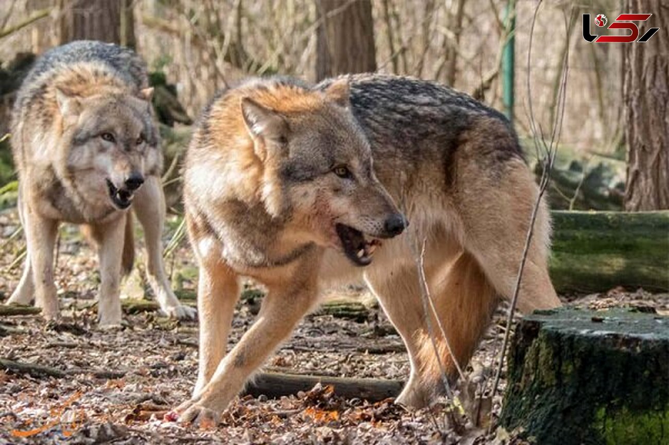 حمله گرگ های وحشی به روستاییان سلماس / 4 تن به شدت زخمی شدند