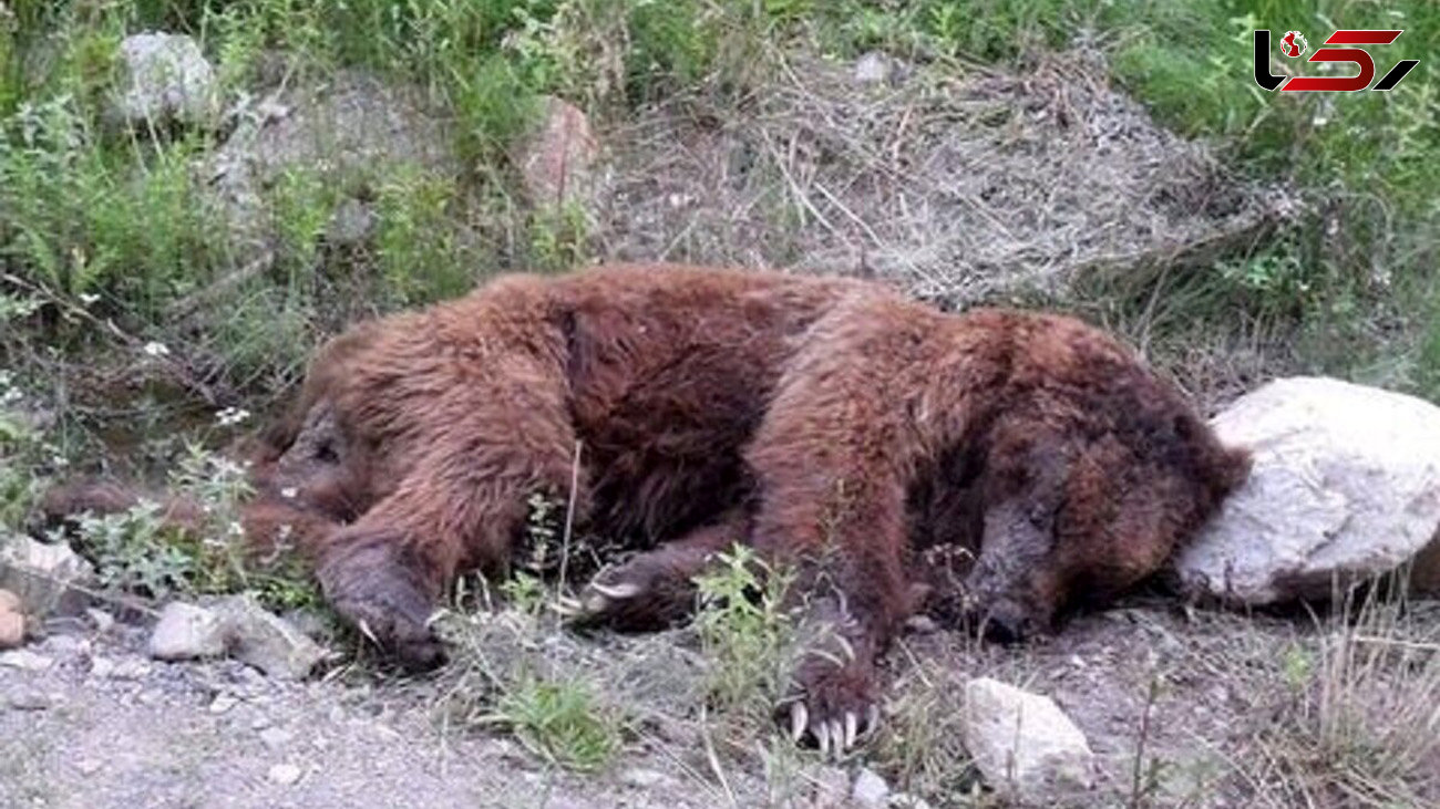 فیلم تلخ  از لحظه کشتن خرس قهوه‌ای در آذربایجان شرقی / ببینید چطور خرس را محاصره می‌کنند و می‌کشند!