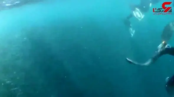 بلیعدن اتفاقی یک غواص توسط نهنگ غول پیکر +فیلم