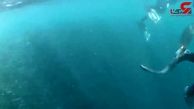 بلیعدن اتفاقی یک غواص توسط نهنگ غول پیکر +فیلم