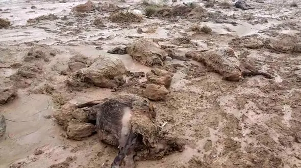 عکس تلخ  / باتلاق 165 حیوان زبان بسته را بلعید / خراسان