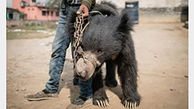 نجات 2 خرس جوان هنگام نمایش خیابانی + عکس
