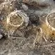 از زبان یابنده گنج: باور نمی‌کردم این گنج طلایی را در منطقه خودمان پیدا کنم! / فلزیاب راز گنج ۲ هزار ساله را فاش کرد + عکس ها
