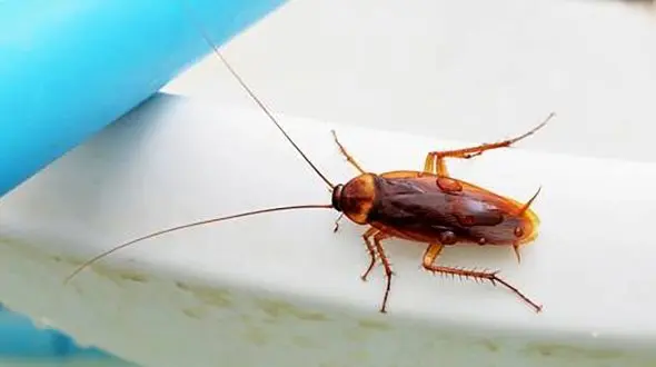 16 روش خانگی برای خلاصی از شر سوسک ها 