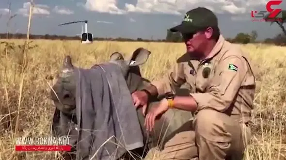 لحظه نجات بچه کرگدن + فیلم