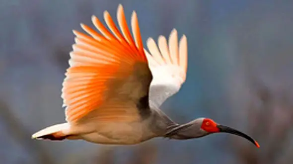 انقراض غم انگیز 600 گونه پرنده به دست انسان ها !