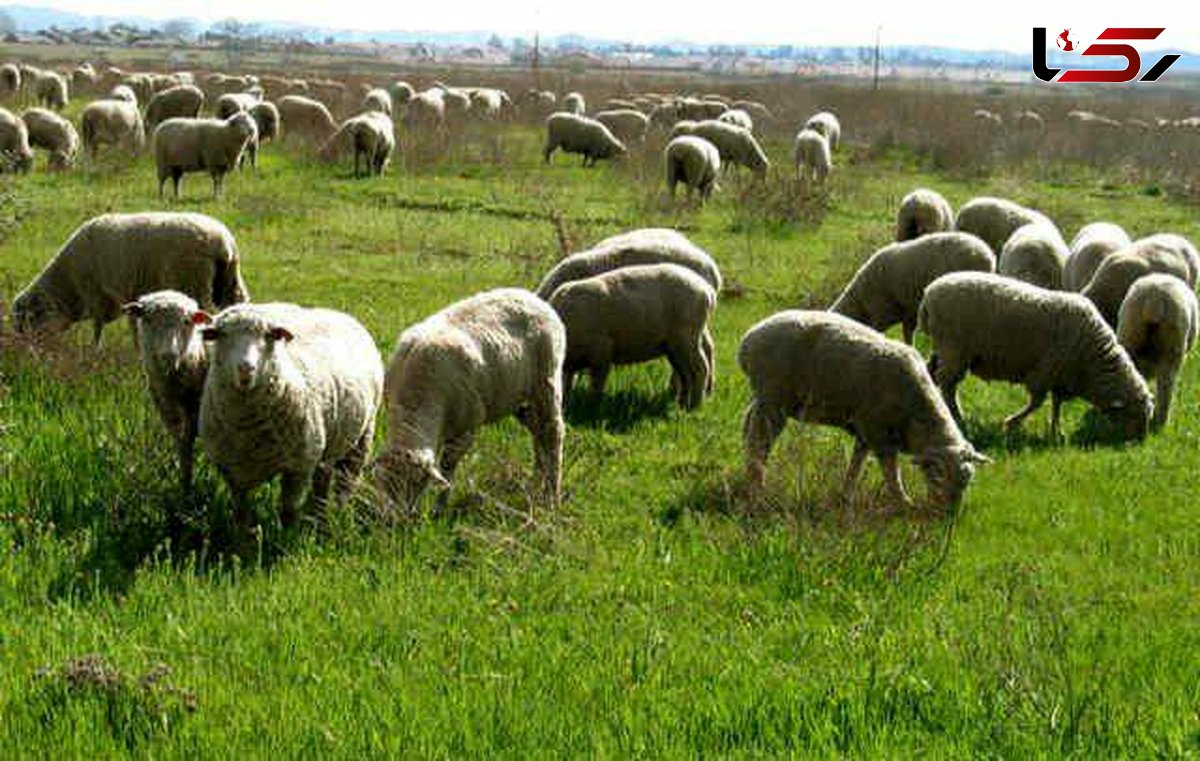 فراخوان بهره برداران مراتع جهت تمدید پروانه چرای دام