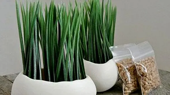 با هسته خرما سبزه عید متفاوت تری را بکارید