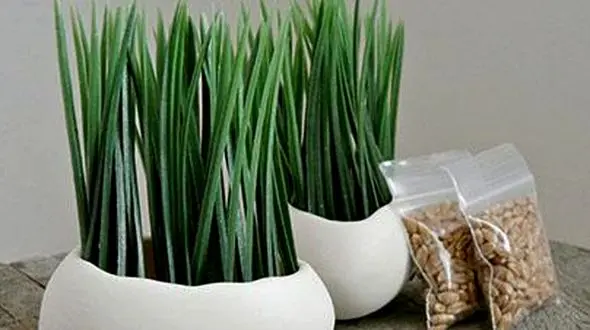 با هسته خرما سبزه عید متفاوت تری را بکارید