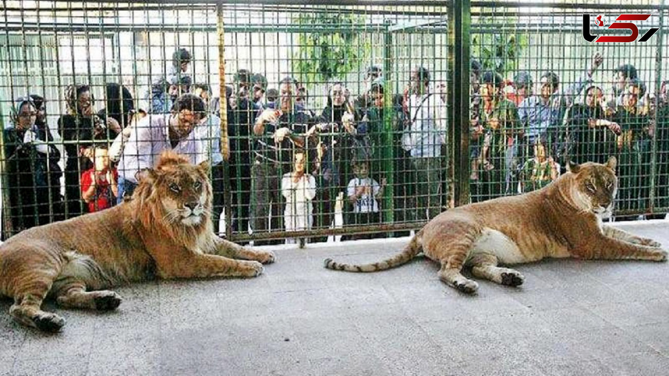 فیلم بازسازی حمله مرگبار شیرها به نگهبان باغ وحش اراک / یکی از شیرها در را باز کرد