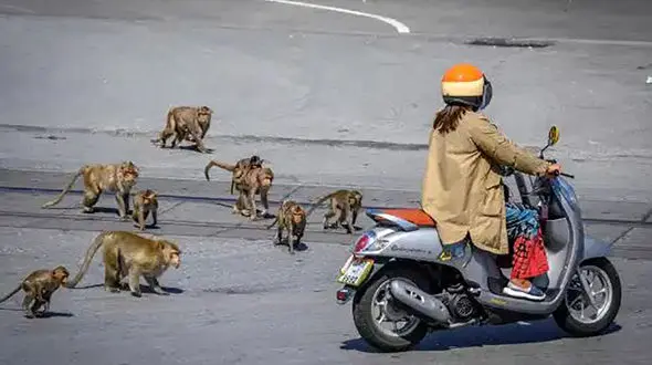 حمله وحشتناک میمون های گرسنه به مردم شهر تایلند + عکس