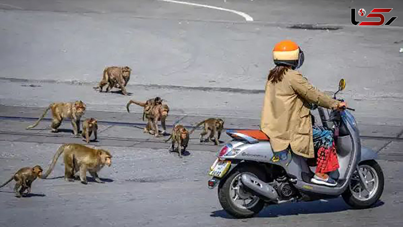 حمله وحشتناک میمون های گرسنه به مردم شهر تایلند + عکس