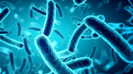باکتری ها کدام بخش بدن انسان را دوست دارند؟