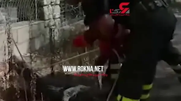 لحظه به دام انداختن تمساح فراری از سیرک + فیلم 