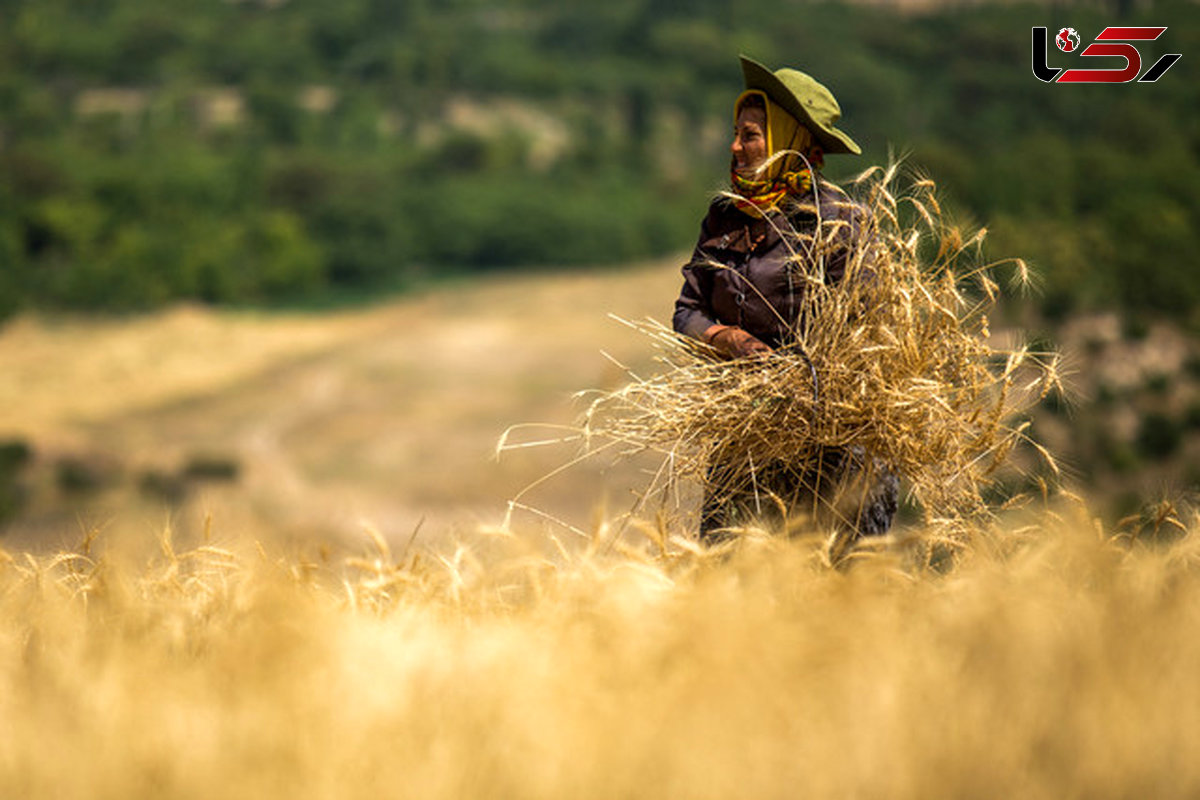 نرخ گندم ۶۰ تومان کمتر از نرخ تورم