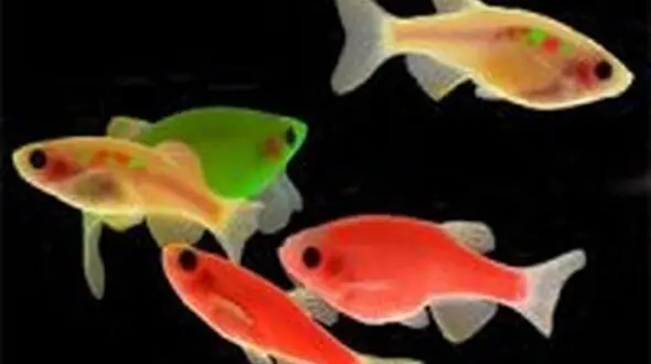 تشخیص بیماری های عصبی به کمک ماهی زبرا