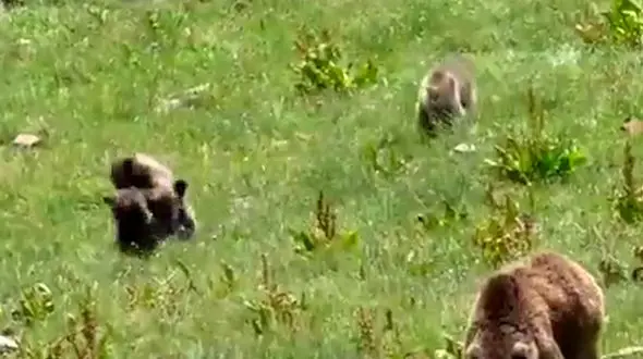 فیلم درگیری و بازی توله خرس‌ های قهوه ای در مازندران 