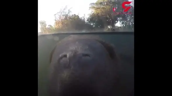 دوستی عجیب یک غواص با یک گاو دریایی+فیلم