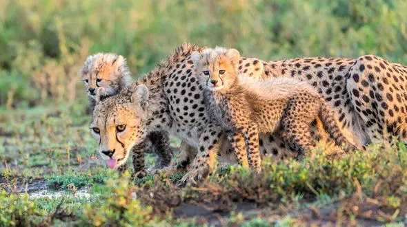 عکس تلخ از لحظه تصادف پلنگ با یک موتورسوار در جاده جنگلی