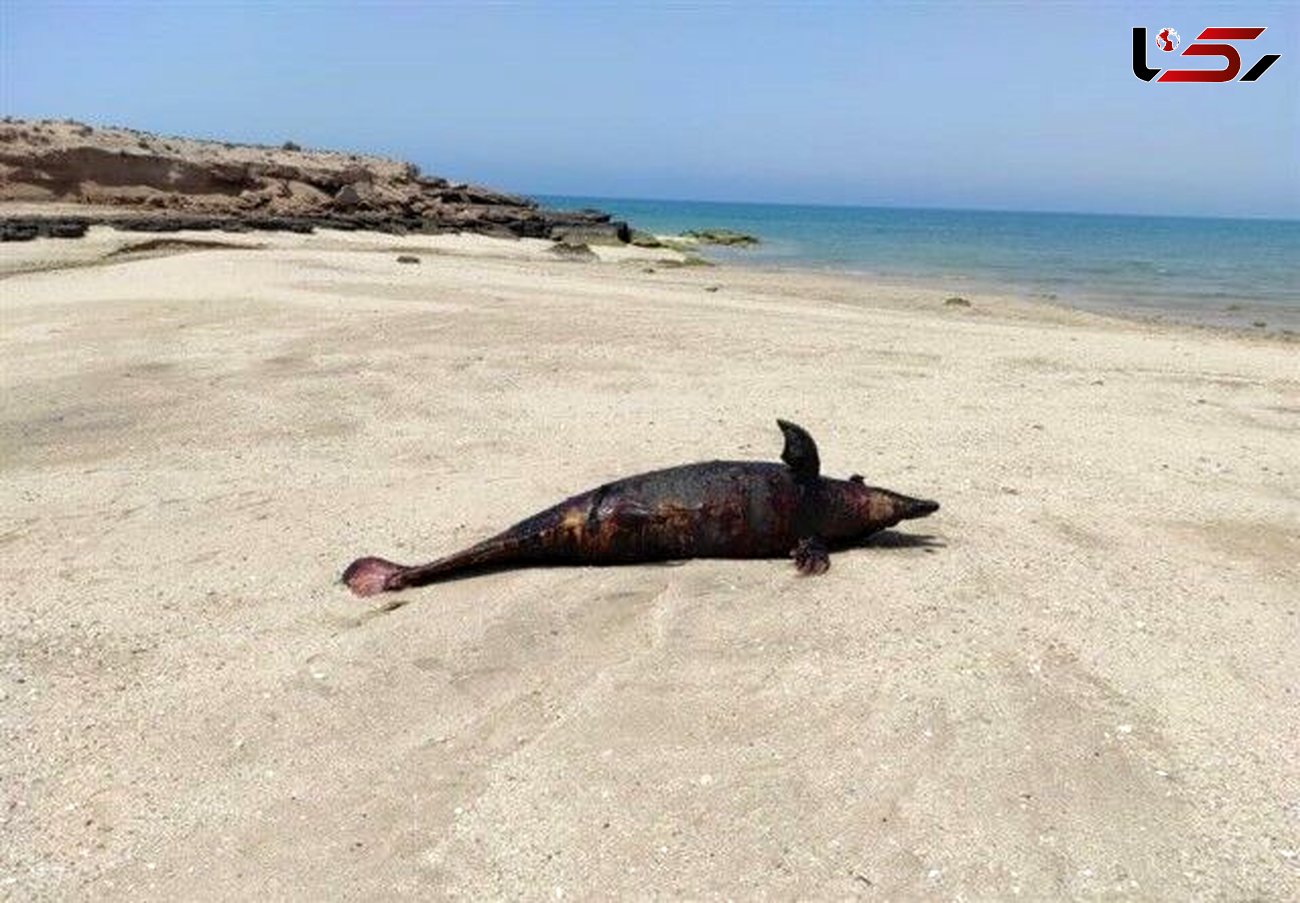 کشف لاشه دلفین در ساحل جزیره هنگام 