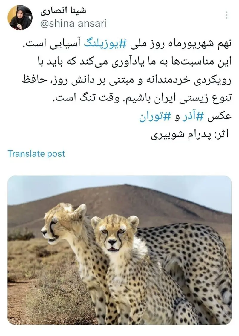 شینا انصاری