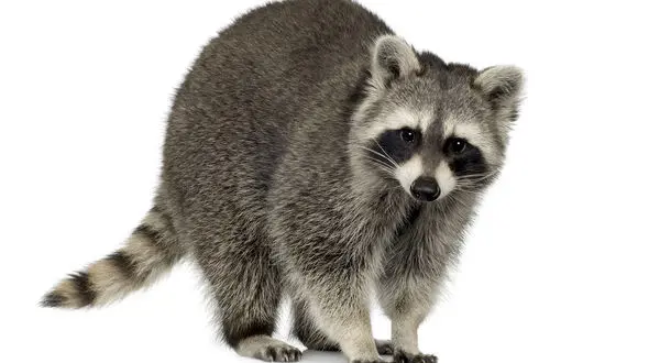 ببینید / واکنش جالب و دلنشین یک راکُن به بارش برف