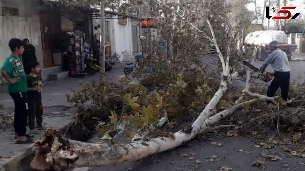 خسارت‌های وزش باد شدید در پایتخت