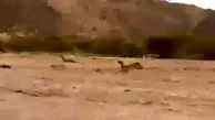 فیلم شترهای متعجب از سیل در عربستان!