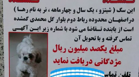 این سگ را دیده اید؟ / آن را پیدا کنید و میلیونر شوید! + عکس 