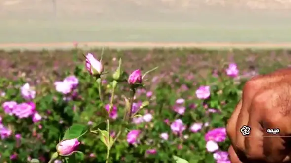 فیلم برداشت گل محمدی از بزرگترین گلستان کشور