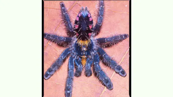 رتیل رنگی دیده اید ؟ + عکس