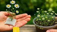 کاشت بابونه در خانه با کیسه چای؛ از یک دمنوش ساده تا گلدانی پر از گل