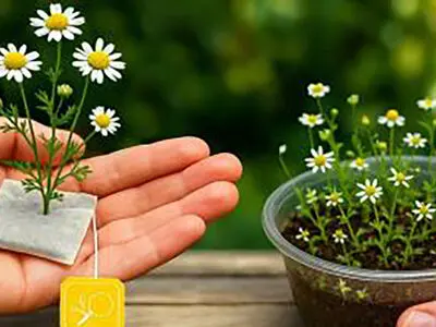 کاشت بابونه در خانه با کیسه چای؛ از یک دمنوش ساده تا گلدانی پر از گل