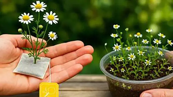 کاشت بابونه در خانه با کیسه چای؛ از یک دمنوش ساده تا گلدانی پر از گل