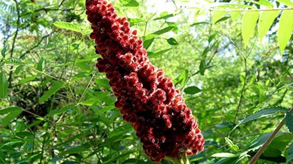 سماق درمان کننده ریزش مو