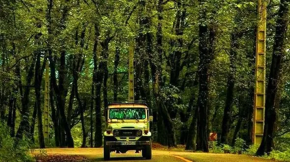 توسعه جنگل های ایران با ورود سرمایه گذار مردمی شکل می گیرد/ آتش سوزی های ساختگی ترفند قاچاقچیان چوب