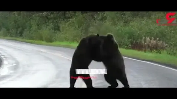 وحشت راننده زن از مبارزه خرس‌های وحشی غول پیکر در وسط یک اتوبان در کانادا + فیلم 