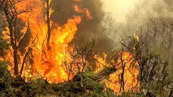 رخت سیاه آتش سوزی جنگل ها بر تن زاگرس