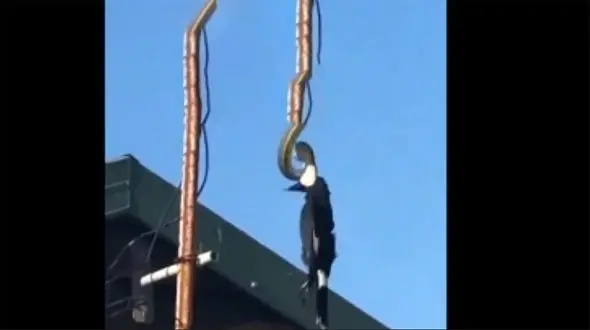 ببینید:/  حمله هولناک یک مار سمی و اعدام یک کلاغ! + فیلم حیرت انگیز