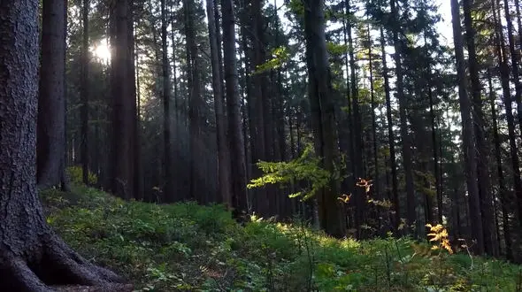 ببینید و ریلکس کنید / نماهنگ بی کلام آرامش بخش با تصاویری از طبیعت