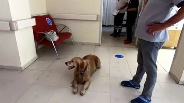 ببینید / بازی با مرگ سگ باوفا برای نجات صاحبش! + فیلم دیدنی