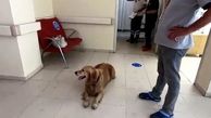 ببینید / بازی با مرگ سگ باوفا برای نجات صاحبش! + فیلم دیدنی