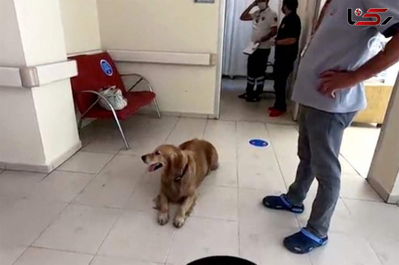 ببینید / باوفاترین سگ جهان بخاطر صاحبش به خطر افتاد + عکس