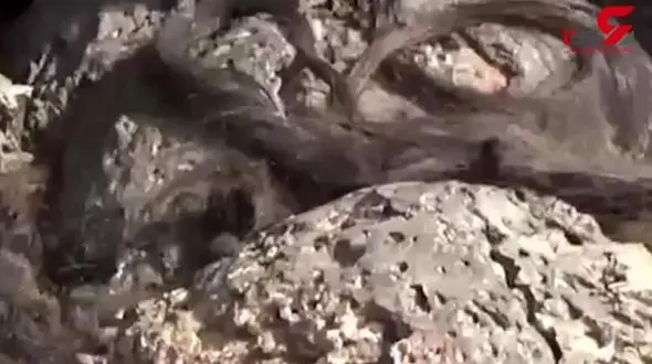 باحال ترین فیلم از ریش های تراشیده داعشی ها! + جزییات