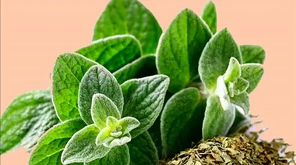 فیلم/ این گیاه 30 برابر قوی تر از لیمو و سیر است! 