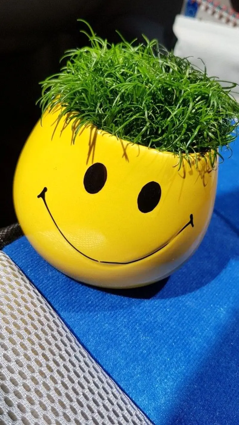 مدل سبزه عید ۱۴۰۵ | بهترین ایده های خلاقانه ساده و جذاب مدل سبزه عید ۱۴۰۵ مخصوص عروس هایی که میخوان سفره هفت سین شیکی داشته باشن!