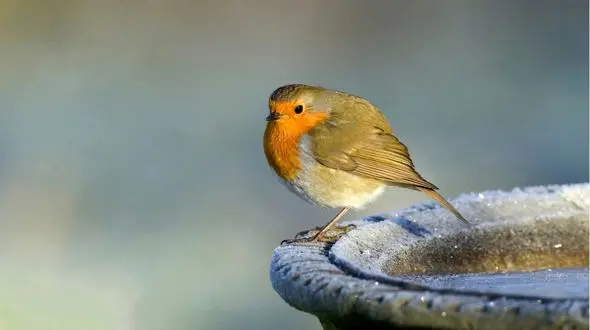 نقش پرندگان در بهبود کیفیت زندگی انسان ها